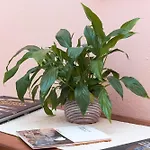 Gustalu Dorgali