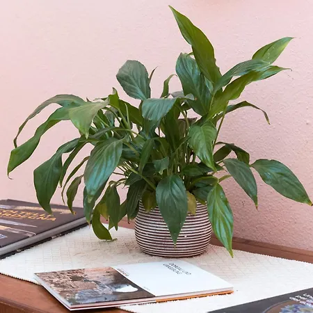 Gustalu دورغالي